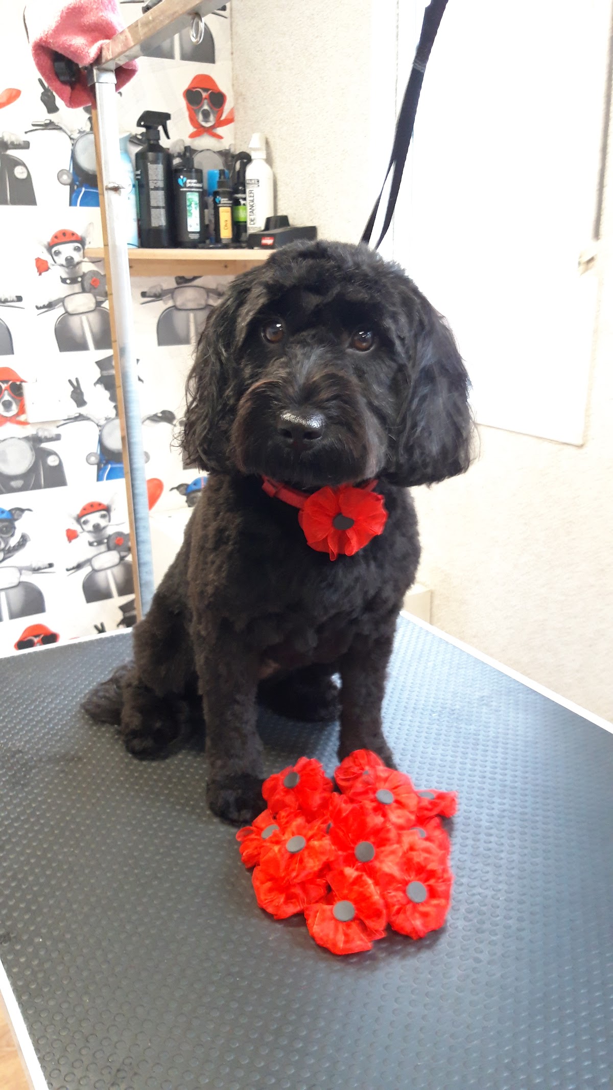A black cockapoo on the grooming table wearing a poppy