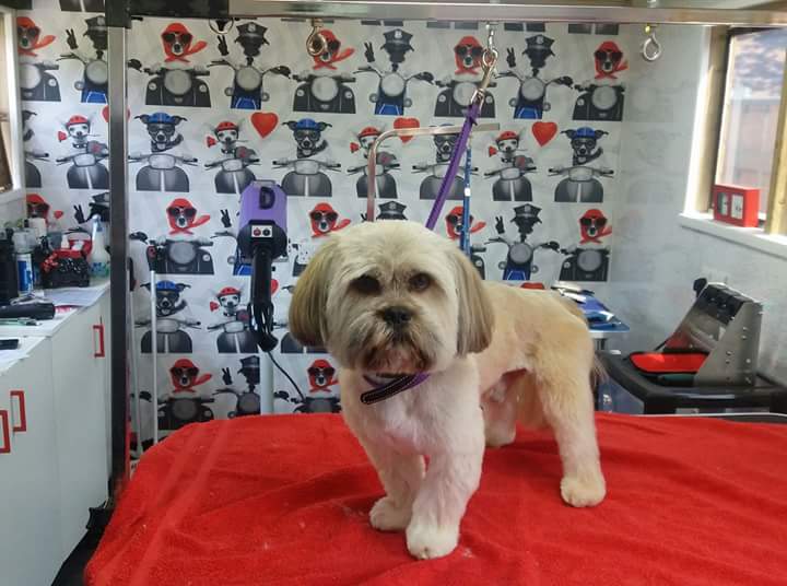 Inside the Hounds of Love salon, a groomed shih-tzu on the table