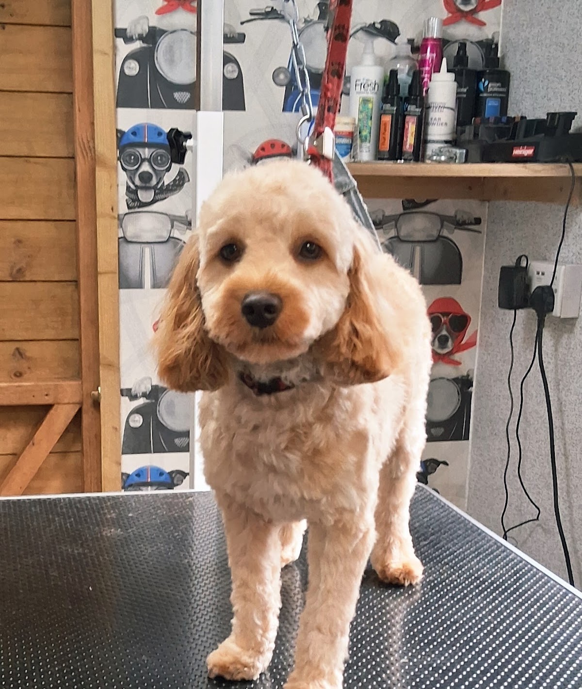 An apricot cockapoo freshly groomed at Hounds of Love