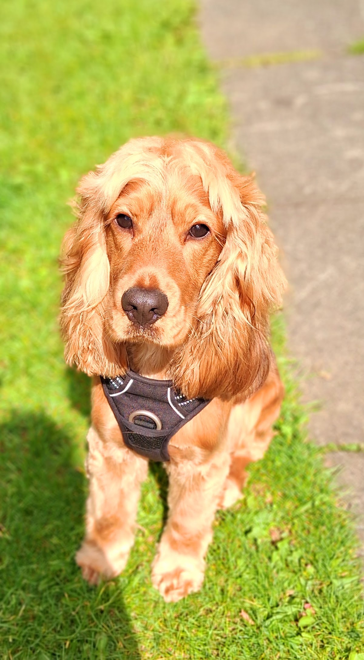 Freshly groomed golden cocker spaniel on the grass