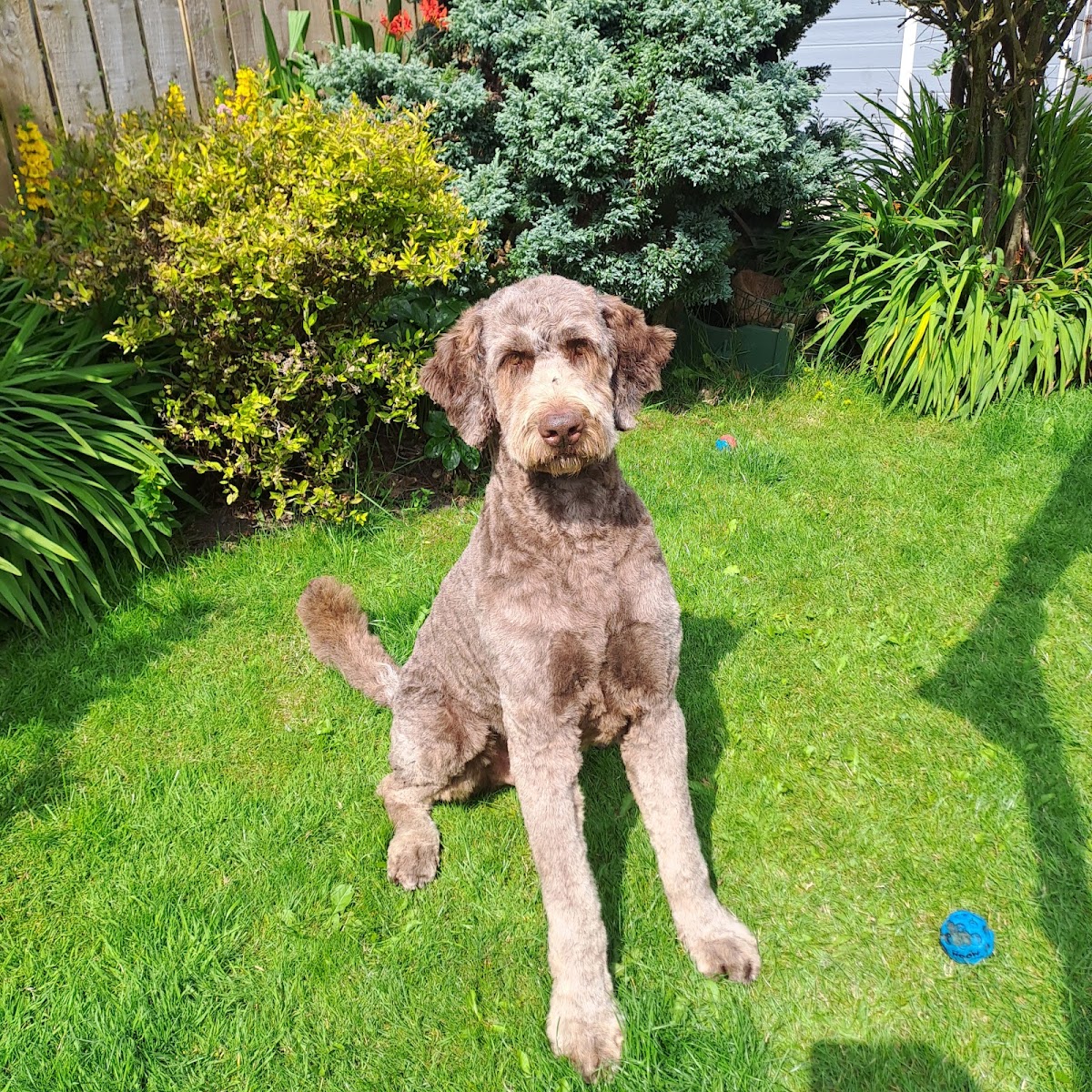 Silver labradoodle relaxing in the secure outdoor space