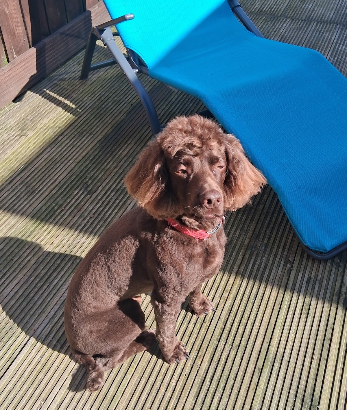 A chocolate cocker spaniel groomed and relaxing in the sun