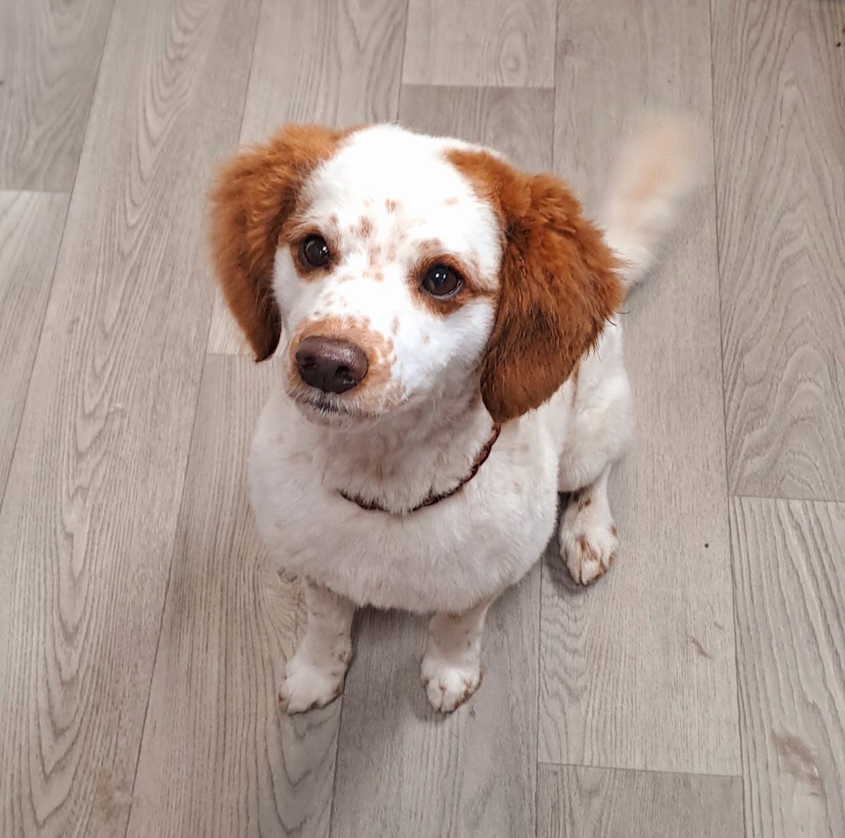 White and tan spaniel looking smart after a tidy