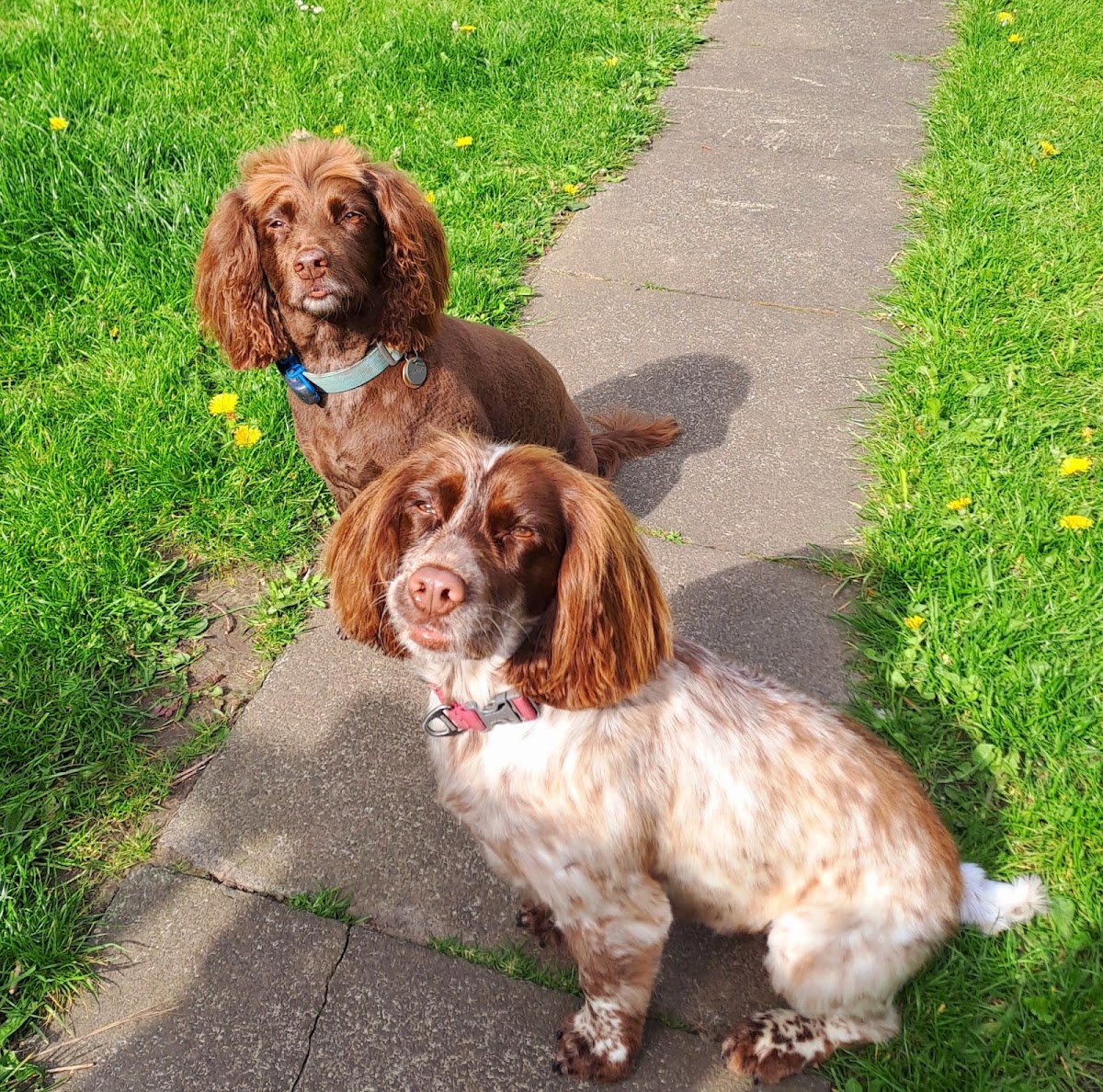 Two spaniels groomed together at a joint appointment