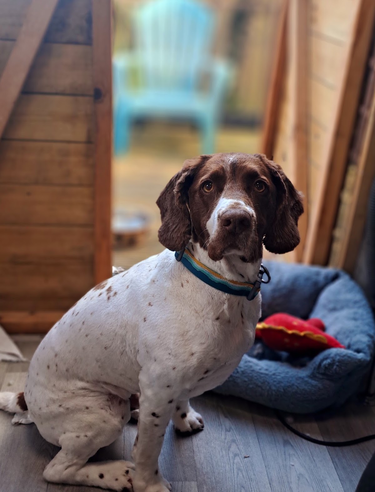 Springer spaniel groomed and settled in the salon