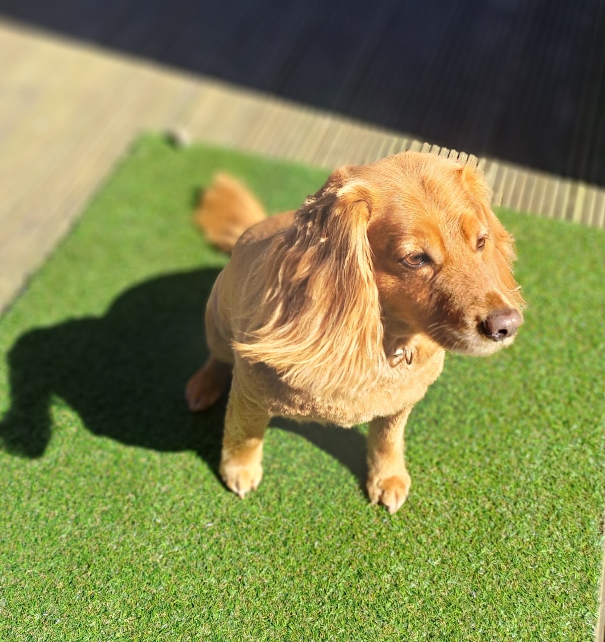 Golden cocker spaniel enjoying the sunshine after a groom